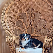Atilla a rejoint le concours — aidez-le/la à gagner de superbes lots ! dog, pet, canine, small_dog, blue_eyes, black_fur, white_fur, brown_fur, sitting, lying_down, chair, wicker, rattan, furniture, cushion, indoor, portrait, decorative, throne, alert