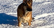 Malouve participe au concours pour gagner de l'argent avec cette photo : alert, animal, background, brown, canine, cold, daylight, dog, ears, fur, mammal, nature, outdoor, pet, shadow, snow, standing, sunlight, white, winter