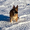 alert, animal, background, brown, canine, cold, daylight, dog, ears, fur, mammal, nature, outdoor, pet, shadow, snow, standing, sunlight, white, winter