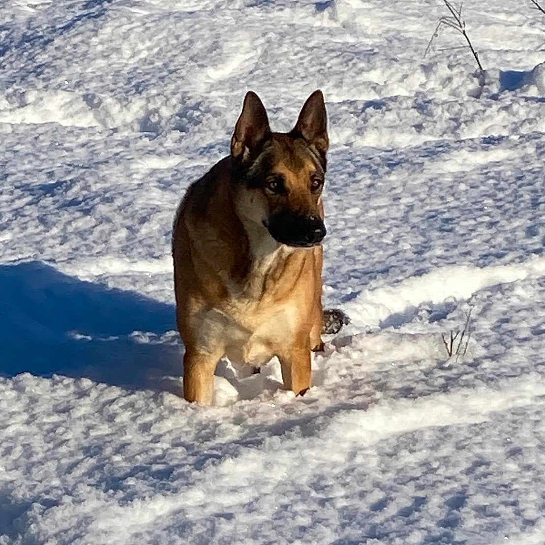 Malouve participe au concours pour gagner de l'argent avec cette photo : alert, animal, background, brown, canine, cold, daylight, dog, ears, fur, mammal, nature, outdoor, pet, shadow, snow, standing, sunlight, white, winter