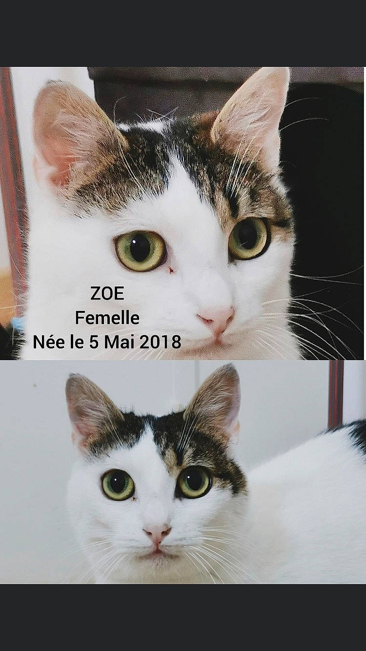 Zoé