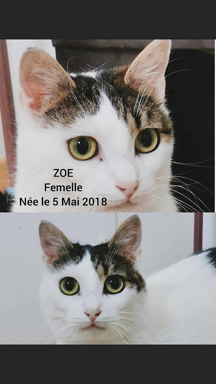 Zoé