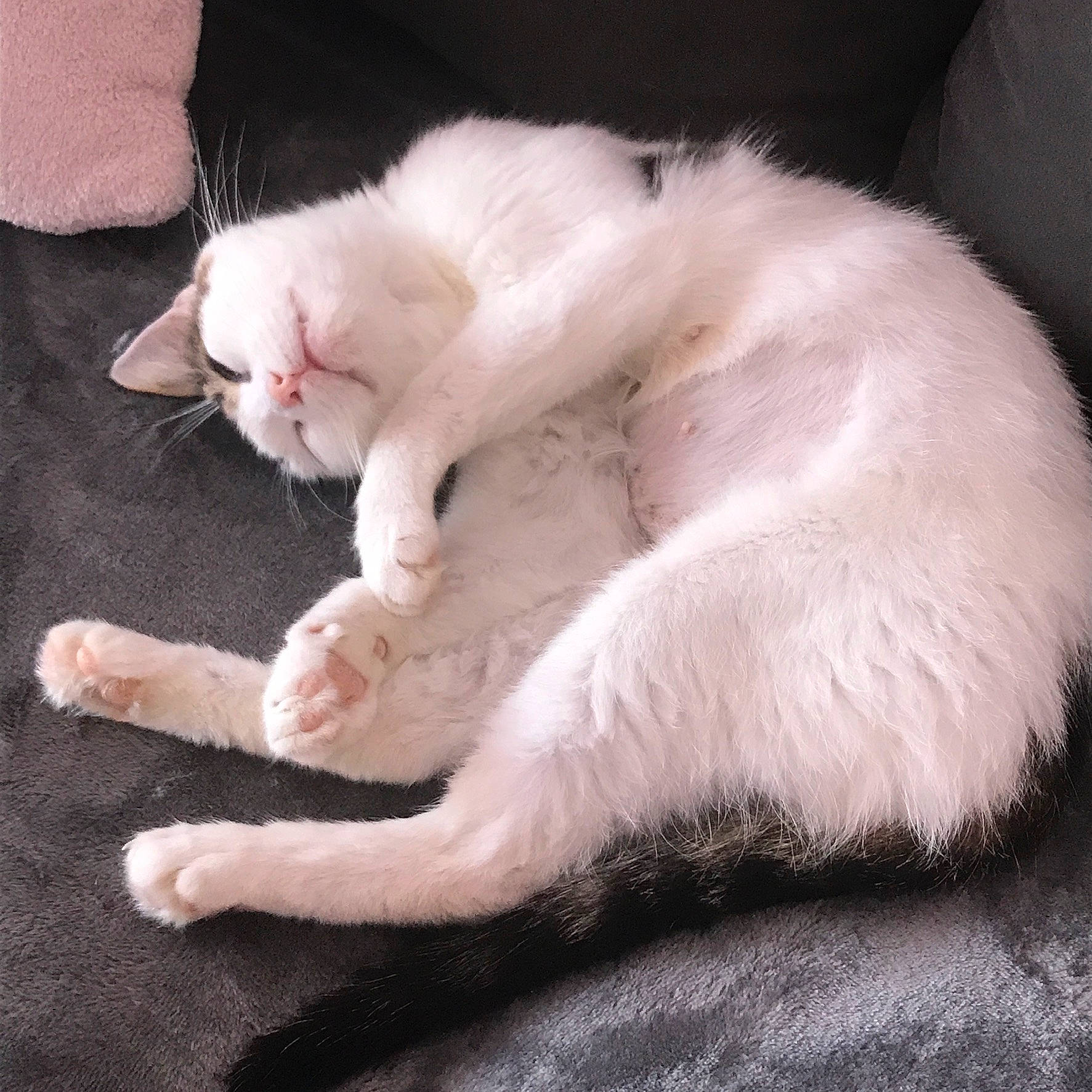 Zoé a rejoint le concours — aidez-le/la à gagner de superbes lots ! burmilla, carnivore, cat, claw, colorpoint_shorthair, domestic_long_haired_cat, felidae, fur, khao_manee, kitten, mammal, paw, persian, ragdoll, small_to_medium_sized_cats, tail, turkish_angora, turkish_van, whiskers, white