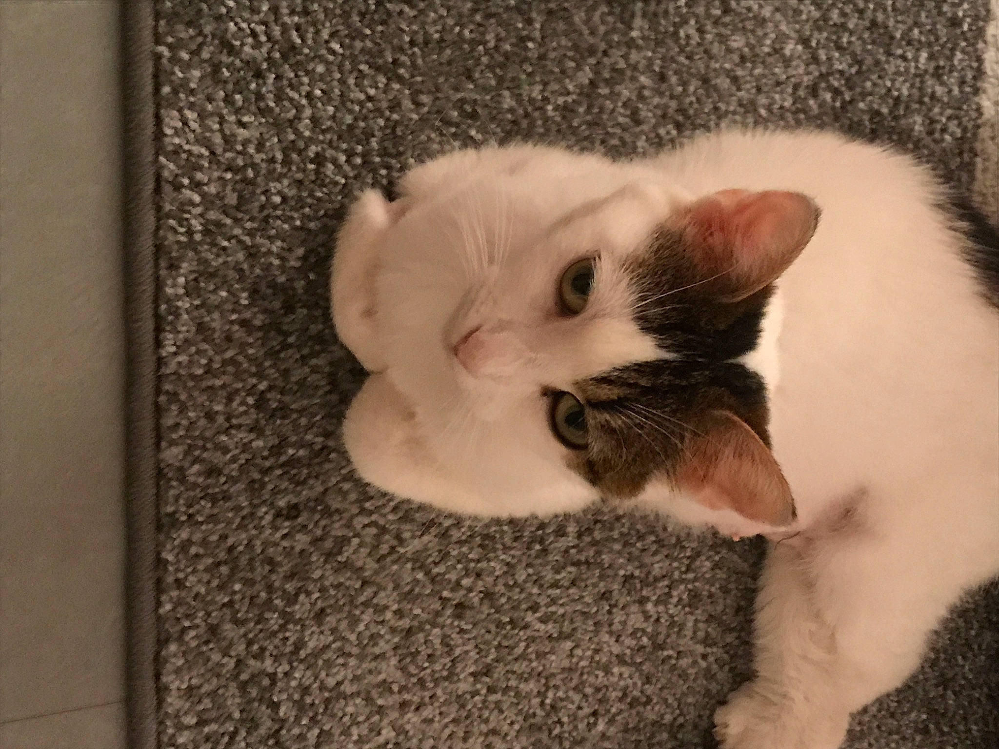 Zoé participe au concours pour gagner de l'argent avec cette photo : asian, carnivore, cat, domestic_short_haired_cat, ear, european_shorthair, eye, felidae, fur, kitten, mammal, nose, paw, polydactyl_cat, skin, small_to_medium_sized_cats, snout, tail, turkish_van, whiskers