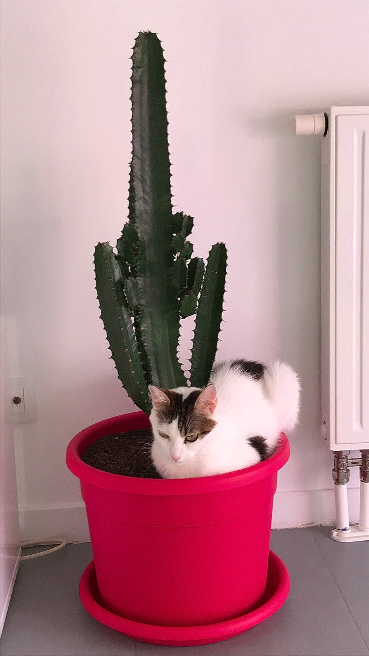 Zoé a rejoint le concours — aidez-le/la à gagner de superbes lots ! cactus, caryophyllales, cat, flower, flowerpot, hedgehog_cactus, hippeastrum, houseplant, plant, succulent_plant