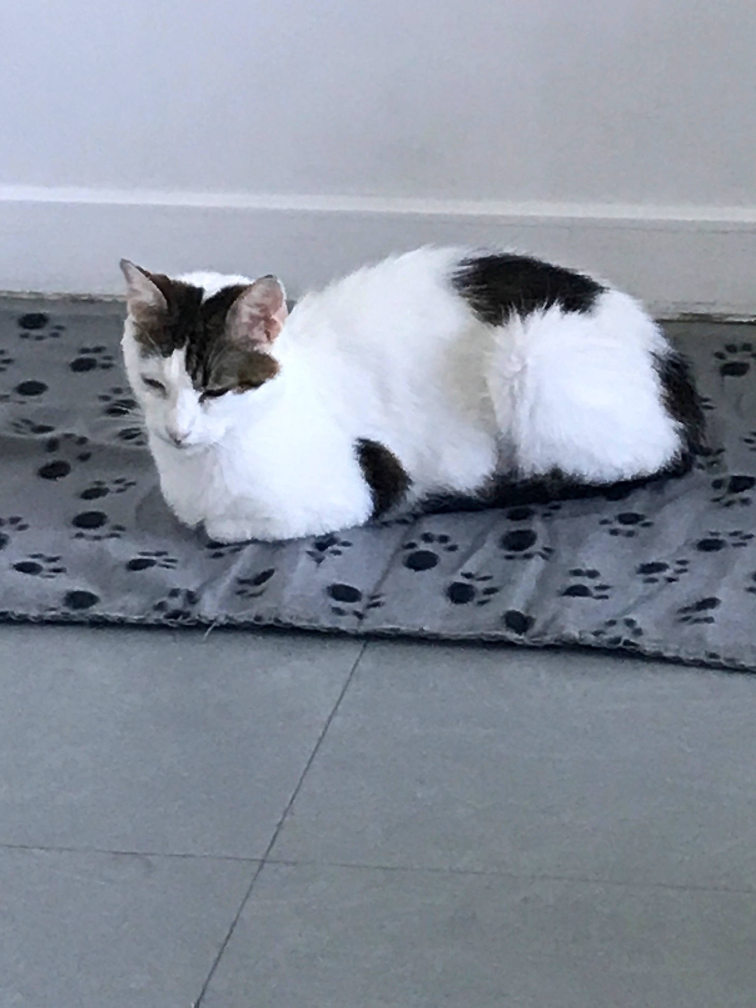 Zoé participe au concours pour gagner de l'argent avec cette photo : aegean_cat, black_and_white, carnivore, cat, domestic_short_haired_cat, felidae, floor, flooring, fur, kitten, paw, polydactyl_cat, small_to_medium_sized_cats, snout, tail, whiskers, white