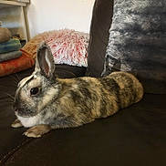 Sisi participe au concours pour gagner de l'argent avec cette photo : beige, chinchilla, domestic_rabbit, ear, fawn, fur, hare, mammal, rabbit, rabbits_and_hares, snout, tail, whiskers, wildlife