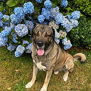Duman is registered to the contest to win money with this photo: dog, sitting, grass, blue_hydrangea, flowers, bush, outdoor, pet, canine, tongue_out, nature, greenery, happy, fur, tail, summer, garden, plant, leaf, daylight