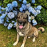 dog, sitting, grass, blue_hydrangea, flowers, bush, outdoor, pet, canine, tongue_out, nature, greenery, happy, fur, tail, summer, garden, plant, leaf, daylight