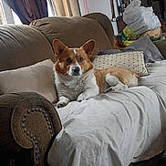 Tony joined the competition — help win amazing prizes! dog, corgi, couch, pillow, blanket, living_room, curtains, window, shelf, plastic_bags, furniture, upholstery, pet, portrait, sitting, paws, ears, white_fur, brown_fur, relaxed