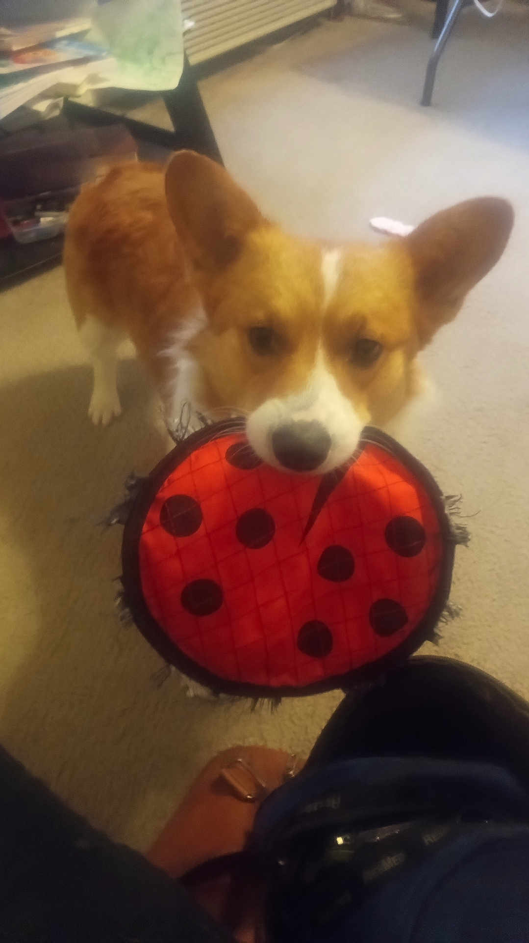 Tony joined the competition — help win amazing prizes! dog, corgi, pet, toy, frisbee, indoor, carpet, holding_toy, playful, muzzle, ears, cute, brown_white_fur, nose, home_interior, furniture, paw, human_foot, blur, closeup