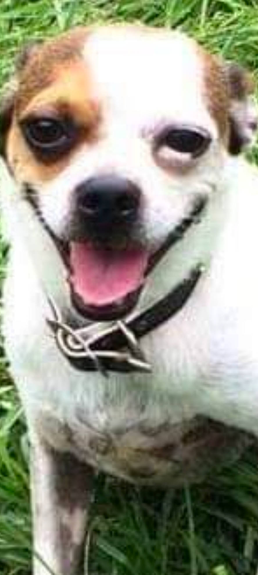 Ozzie joined the competition — help win amazing prizes! canidae, carnivore, collar, companion_dog, dog, dog_breed, dog_collar, ear, fawn, fur, grass, photograph, photography, puppy_love, snout, sporting_group, terrestrial_animal, toy_dog, whiskers, working_animal