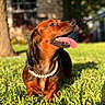 Nova Rae is registered to the contest to win money with this photo: dog, dachshund, grass, outdoor, sunlight, pet, animal, tongue, necklace, pearl_necklace, brown_fur, happy, portrait, blurred_background, nature, closeup, summer, cute, canine, playful
