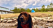 Nova Rae is registered to the contest to win money with this photo: dog, outdoor, rock, creek, water, bandana, leash, grass, tree, cloudy_sky, building, nature, pet, animal, happy, smiling, landscape, mountain, summer, daytime