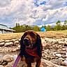 dog, outdoor, rock, creek, water, bandana, leash, grass, tree, cloudy_sky, building, nature, pet, animal, happy, smiling, landscape, mountain, summer, daytime