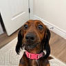 Nova Rae joined the competition — help win amazing prizes! dog, dachshund, pet, brown, collar, pink_collar, indoor, floor, door, carpet, closeup, cute, animal, fur, whiskers, ears, looking, curious, portrait, small_dog