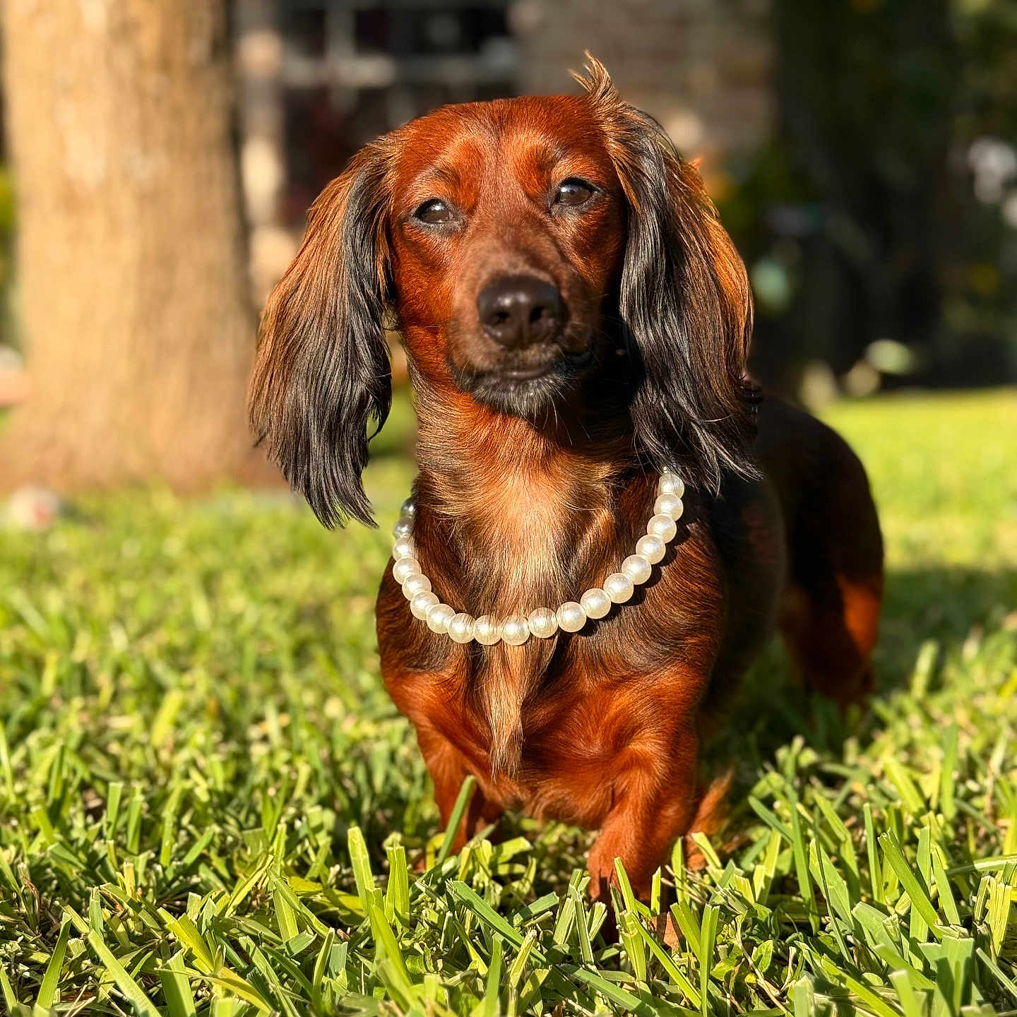 Nova Rae