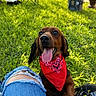 dog, grass, bandana, red_bandana, outdoor, sunny, jeans, ripped_jeans, tongue_out, pet, canine, happy, sitting, close_up, greenery, leisure, casual, paw, nature, relaxation