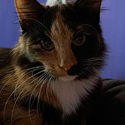 Layla joined the competition — help win amazing prizes! cat, calico, close_up, indoor, furniture, purple_wall, whiskers, pet, animal, fur, curious, face, portrait, domestic_cat, eyes, ears, soft_light, cozy, background, house