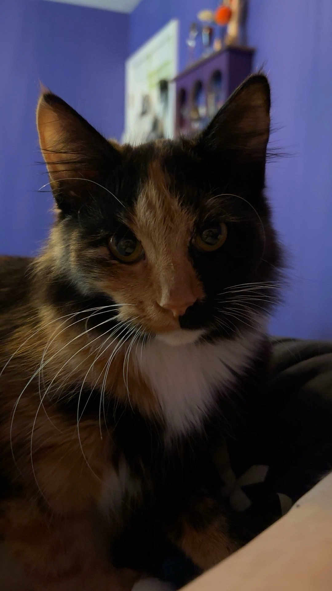 Layla joined the competition — help win amazing prizes! cat, calico, close_up, indoor, furniture, purple_wall, whiskers, pet, animal, fur, curious, face, portrait, domestic_cat, eyes, ears, soft_light, cozy, background, house