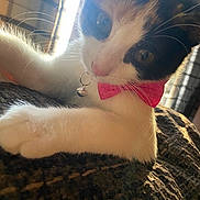 Butter joined the competition — help win amazing prizes! cat, close_up, pink_bow_tie, bell_collar, whiskers, fur, curious, pet, indoor, sunlight, texture, animal, cute, relaxed, portrait, feline, soft_light, domestic_cat, resting, focus