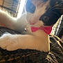 cat, close_up, pink_bow_tie, bell_collar, whiskers, fur, curious, pet, indoor, sunlight, texture, animal, cute, relaxed, portrait, feline, soft_light, domestic_cat, resting, focus
