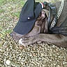 animal, brown_dog, canine, cap, casual, closeup, collar, dog, grass, headwear, leisure, nature, outdoor, pet, relaxation, resting, rocks, shade, sleeping, summer