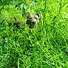 adventure, animal, camouflage, canine, dog, ears, forest, grass, greenery, leaves, muzzle, nature, outdoor, pet, plants, playful, snout, summer, sunlight, wildlife