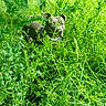 Thanos participe au concours pour gagner de l'argent avec cette photo : adventure, animal, canine, collar, curious, daylight, dog, ears, field, foliage, grass, greenery, leaf, muzzle, nature, outdoor, pet, plants, summer, wild