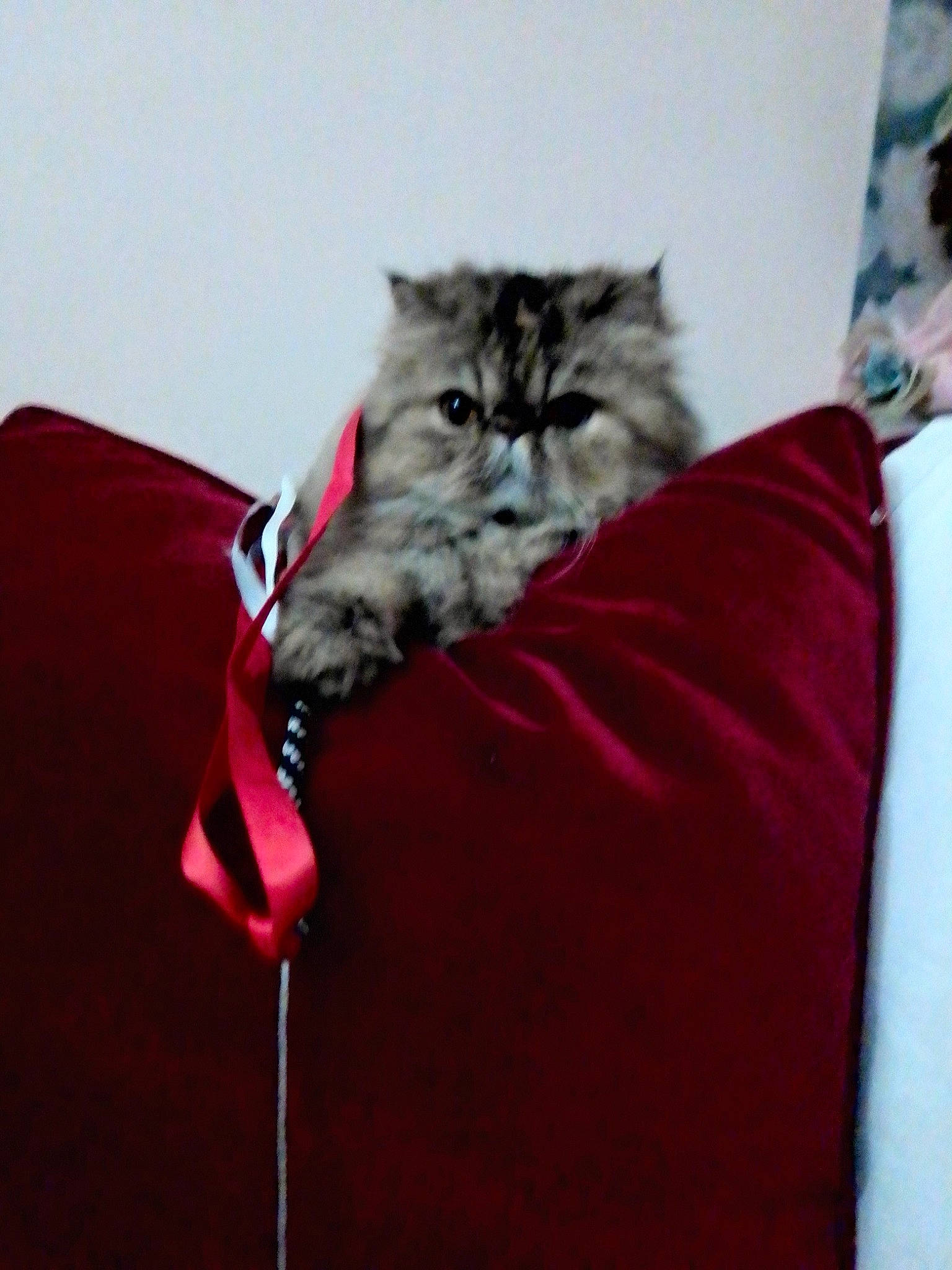 Oulala a rejoint le concours — aidez-le/la à gagner de superbes lots ! bag, carnivore, cat, claw, comfort, domestic_short_haired_cat, fashion_accessory, felidae, fur, grey, magenta, plant, sleeve, small_to_medium_sized_cats, snout, tail, terrestrial_animal, top, watch, whiskers