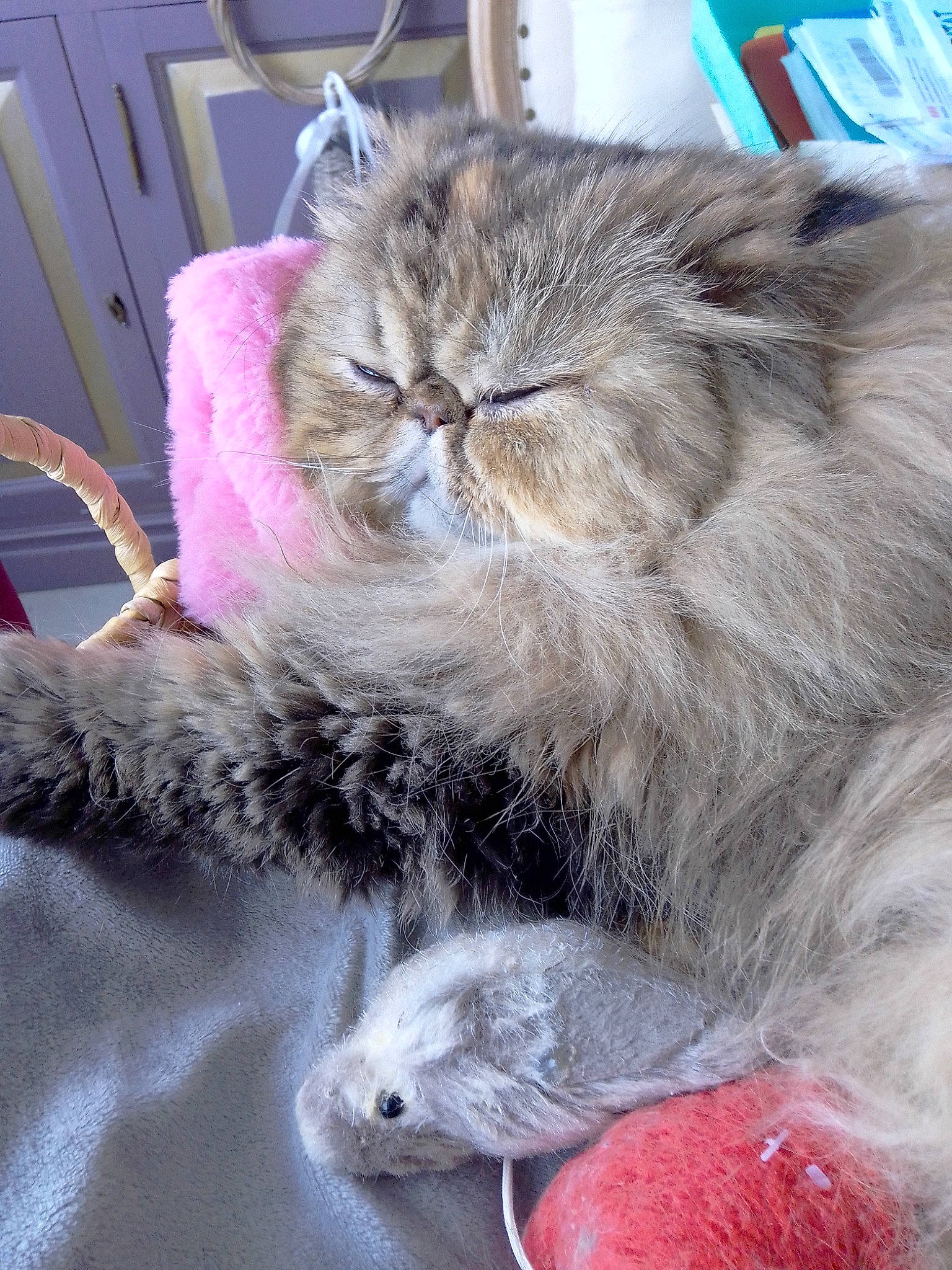 Oulala a rejoint le concours — aidez-le/la à gagner de superbes lots ! box, british_longhair, carnivore, cat, claw, comfort, domestic_short_haired_cat, fawn, felidae, fur, grey, nap, paw, persian, sleep, small_to_medium_sized_cats, snout, tail, terrestrial_animal, whiskers