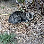 Plume a rejoint le concours — aidez-le/la à gagner de superbes lots ! animal, branches, brown, camouflage, cat, dry_grass, feline, fur, gray, ground, nature, outdoor, quiet, relaxing, resting, sleeping, small_animal, tabby_cat, twigs, wildlife