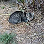 animal, branches, brown, camouflage, cat, dry_grass, feline, fur, gray, ground, nature, outdoor, quiet, relaxing, resting, sleeping, small_animal, tabby_cat, twigs, wildlife