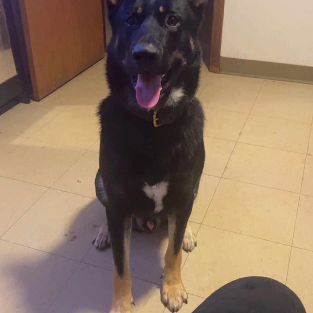Bear joined the competition — help win amazing prizes! animal, canine, collar, dog, domestic, door, ears_up, floor, fur, german_shepherd, happy, house, indoor, looking, pet, room, shadow, sitting, tile_floor, tongue_out