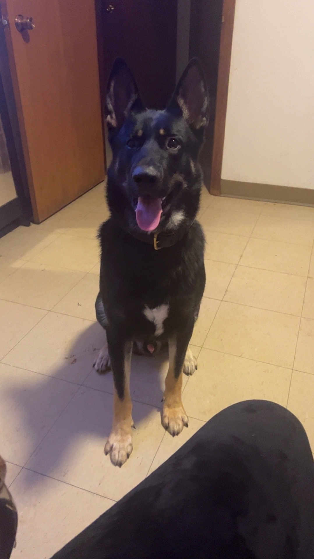 Bear joined the competition — help win amazing prizes! dog, german_shepherd, indoor, floor, door, pet, animal, canine, sitting, tongue_out, collar, ears_up, looking, happy, shadow, tile_floor, house, room, domestic, fur