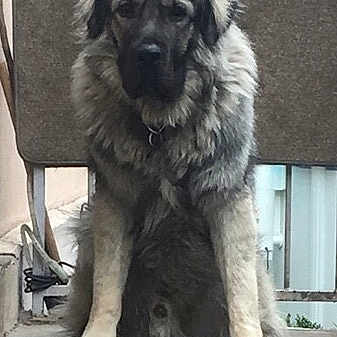 Monster