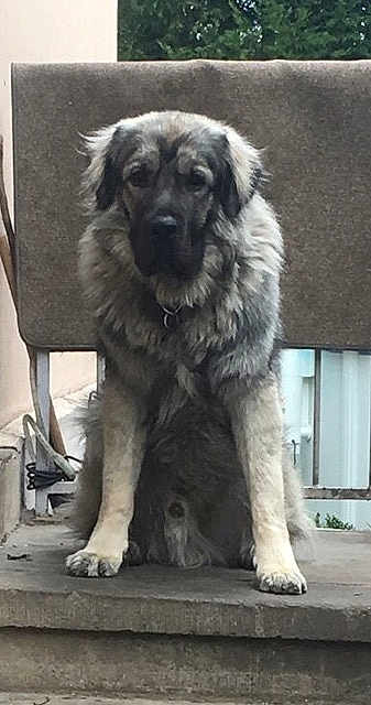 Monster