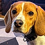 dog, beagle, pet, indoor, carpet, close_up, animal, ears, collar, face, fur, brown, white, nose, whiskers, floor, pattern, home, curious, portrait