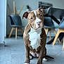 Xena participe au concours pour gagner de l'argent avec cette photo : dog, brown, white, pitbull, sitting, indoor, floor, tile, furniture, chair, table, blurred_background, pet, animal, canine, domestic, cute, portrait, looking, ears