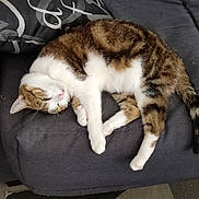 Nenzy participe au concours pour gagner de l'argent avec cette photo : animal, cat, comfort, couch, cozy, domestic_cat, feline, fur, home, indoor, nap, pet, pillow, quiet, relaxed, resting, sleeping, soft, tabby, white_fur