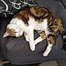 animal, cat, comfort, couch, cozy, domestic_cat, feline, fur, home, indoor, nap, pet, pillow, quiet, relaxed, resting, sleeping, soft, tabby, white_fur