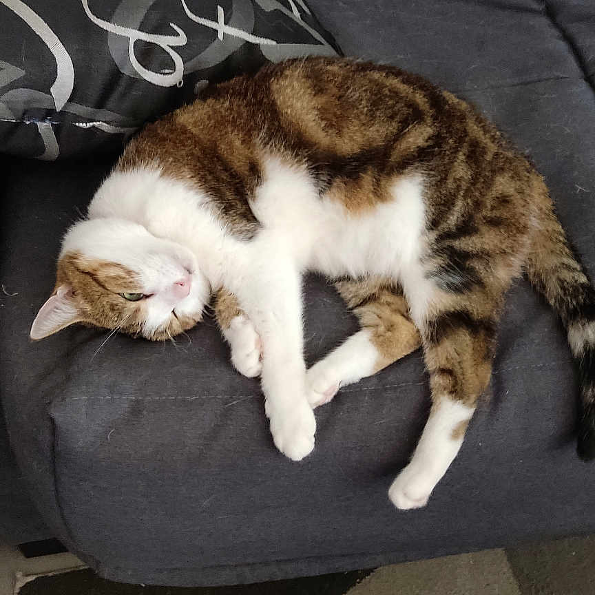 Nenzy participe au concours pour gagner de l'argent avec cette photo : animal, cat, comfort, couch, cozy, domestic_cat, feline, fur, home, indoor, nap, pet, pillow, quiet, relaxed, resting, sleeping, soft, tabby, white_fur