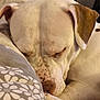 Nikita participe au concours pour gagner de l'argent avec cette photo : animal, blanket, brown_spot, close_up, companion, cozy, curled_up, cute, dog, domestic_animal, ear, fur, indoor, paw, pet, relaxed, resting, sleeping, snout, white_coat