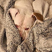 Nikita a rejoint le concours — aidez-le/la à gagner de superbes lots ! animal, bed, blanket, comfort, cozy, cute, dog, ears, face, fur, indoor, pet, relaxation, resting, sleepy, soft, texture, warm, white_dog, wrapped