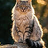Hécate a rejoint le concours — aidez-le/la à gagner de superbes lots ! animal, bokeh, cat, closeup, daylight, feline, fluffy_cat, fur, looking, majestic, nature, outdoor, pet, portrait, sitting, stone_wall, sunlight, tail, whiskers, wildlife