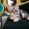 amplifier, animal, cat, cute, domestic_cat, ears, eyes, feline, furniture, gray_tabby, guitar, indoor, kitten, music, pet, portrait, relaxing, resting, whiskers, young_cat