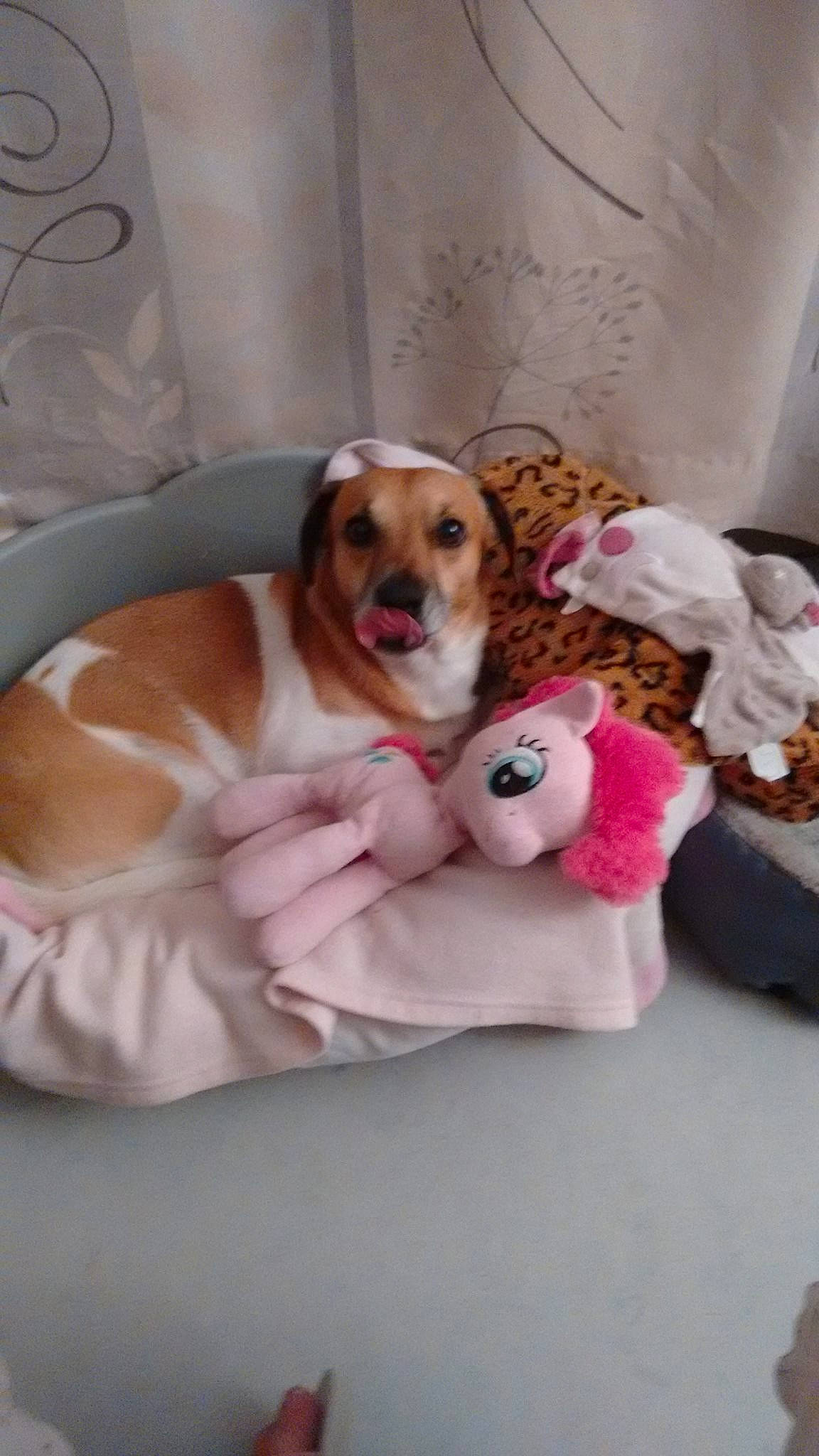 Karas participe au concours pour gagner de l'argent avec cette photo : bed, bedding, bedtime, canidae, carnivore, comfort, companion_dog, couch, dog, dog_breed, dog_supply, fawn, linens, paw, pet_supply, pink, room, snout, sporting_group, toy