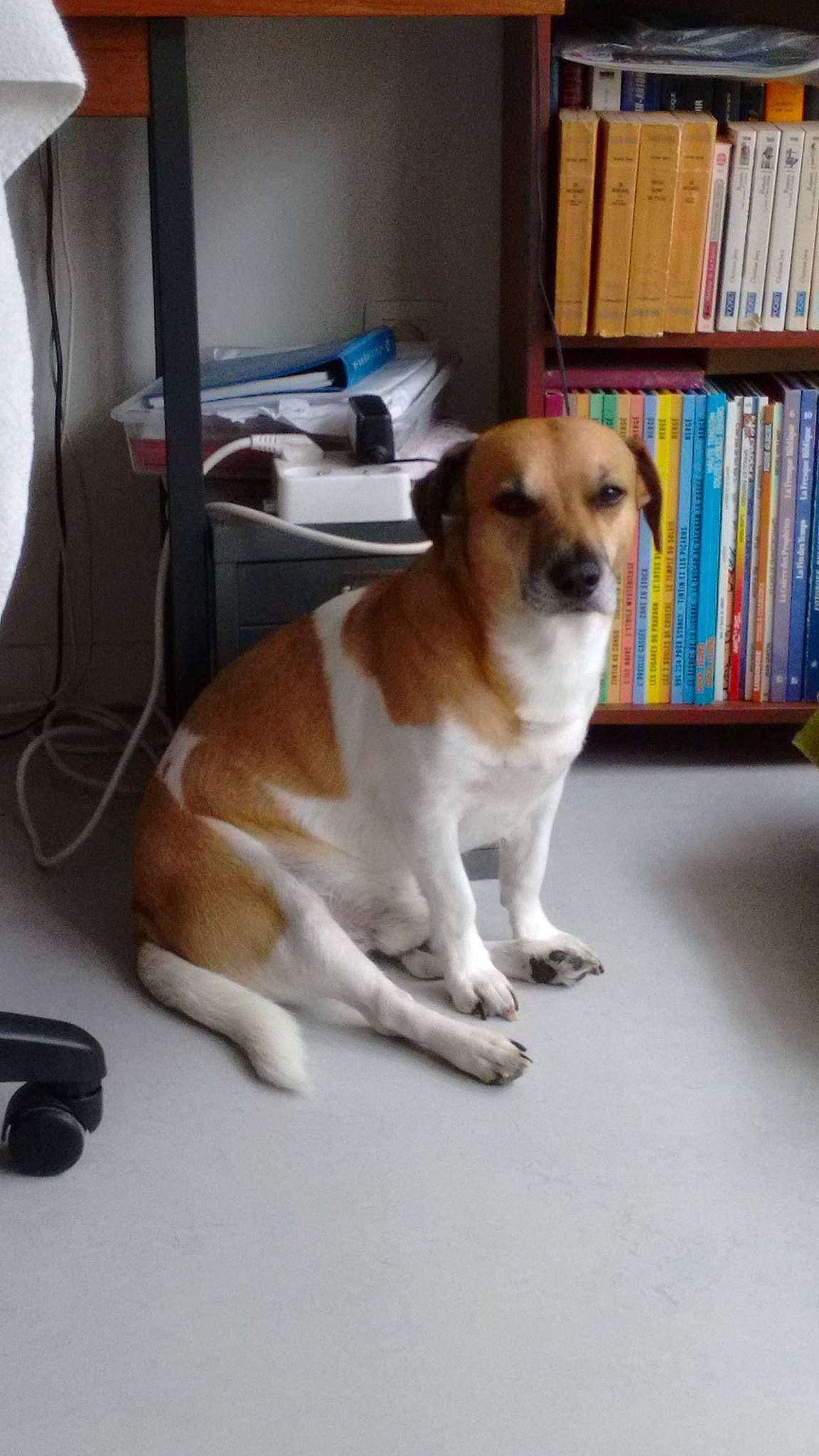 Karas participe au concours pour gagner de l'argent avec cette photo : book, bookcase, canidae, carnivore, companion_dog, dog, dog_breed, fawn, flooring, hardwood, paw, publication, shelf, shelving, snout, sporting_group, tail, toy_dog, whiskers, wood