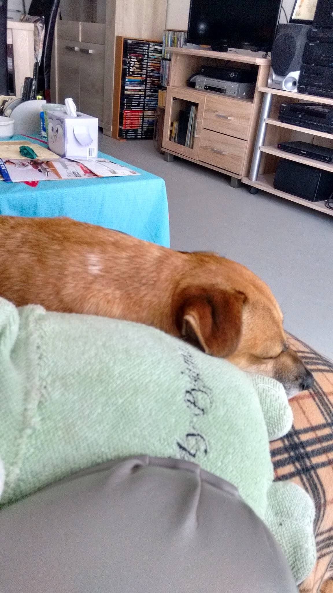 Karas participe au concours pour gagner de l'argent avec cette photo : bedding, canidae, carnivore, comfort, companion_dog, dog, dog_breed, fawn, floor, flooring, hardwood, linens, liver, room, shelf, snout, sporting_group, whiskers, wood, working_animal