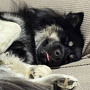Maverick joined the competition — help win amazing prizes! animal, black_and_white, closeup, couch, cozy, cute, dog, fur, indoor, mammal, nose, paw, pet, relaxed, resting, sleeping, snout, soft, tongue, whiskers